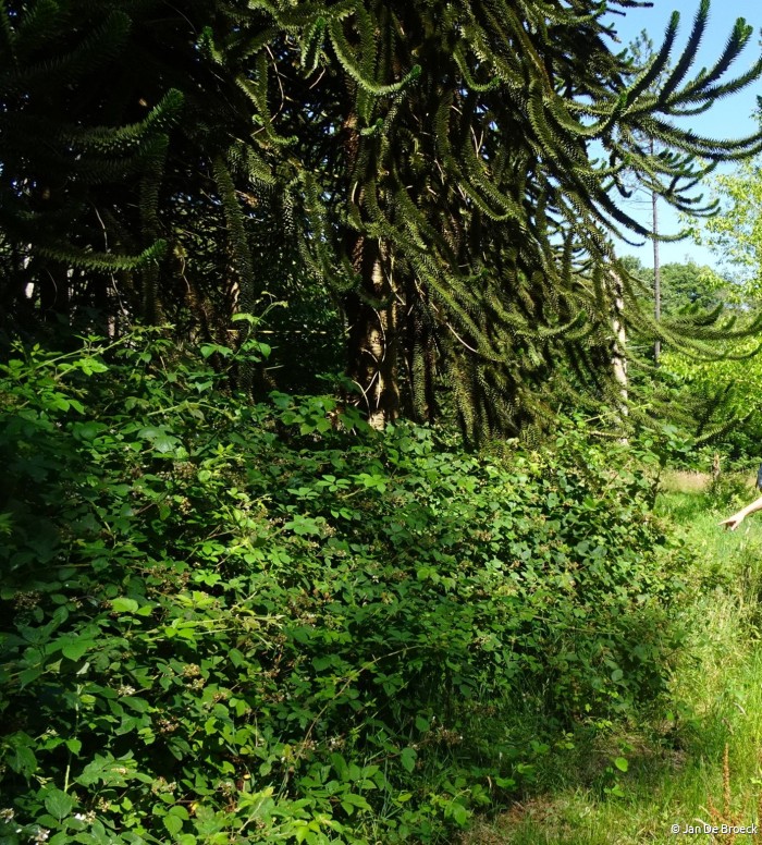 Araucaria